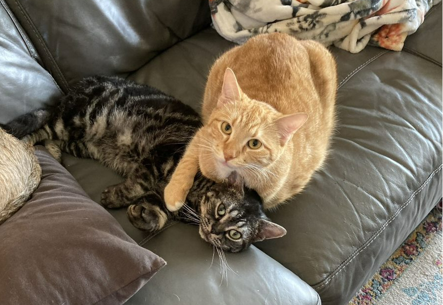 Kari Obermeyer with her cats Smooshie and Carlin