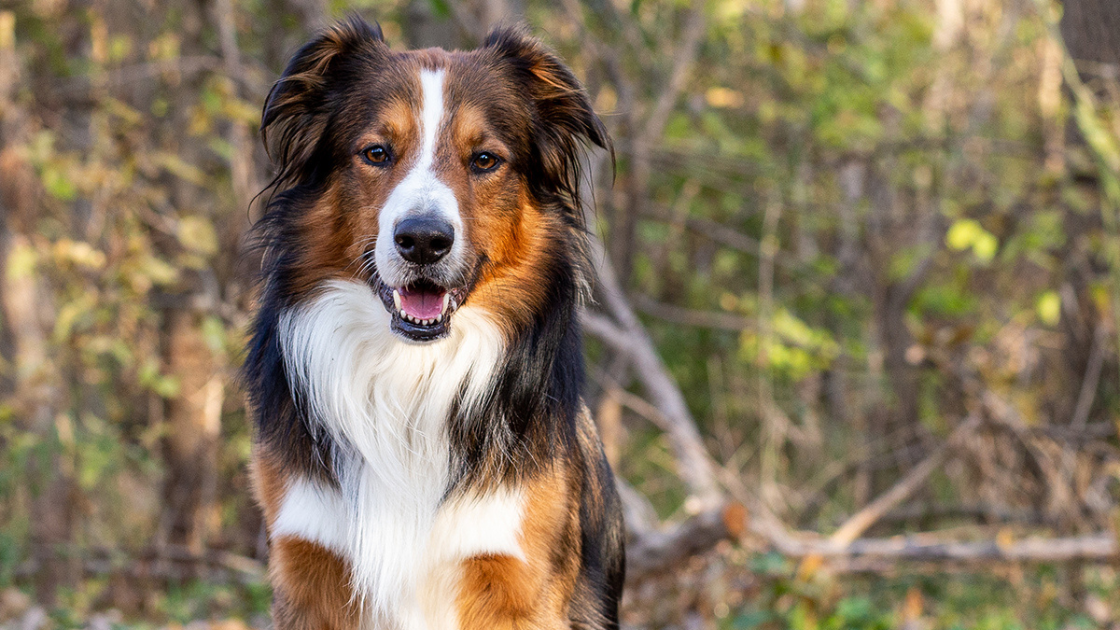 English Shepherd dog