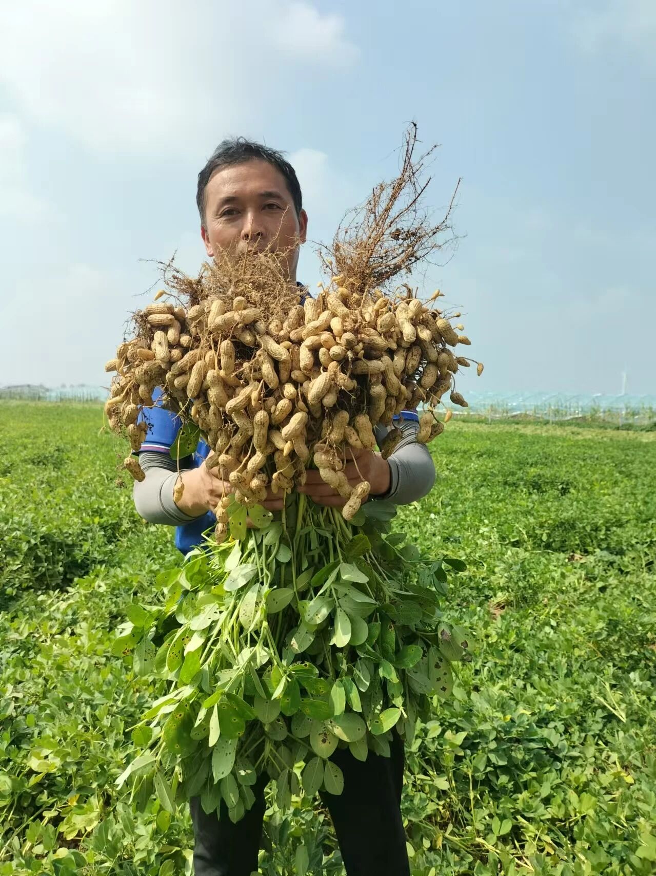 玛氏公司启动 “花生保护计划”