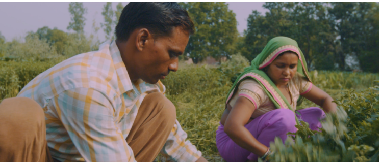 Shubh Mint farmers harvesting their crop in northern India.