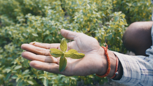 Someone handling a snipped piece of mint in a mint farm.