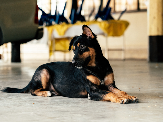 Black and brown dog sitting on the floor