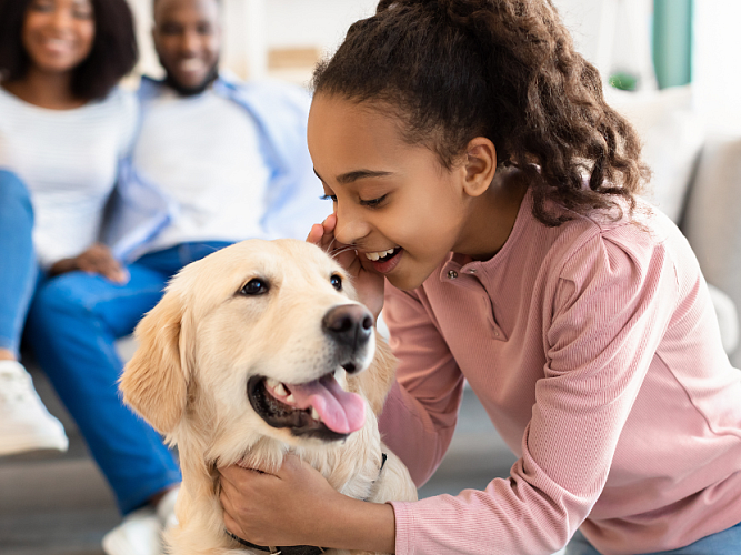 Young girl playing with a golden retriever while her parents smile in the background