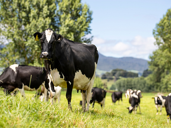 Cows in a field