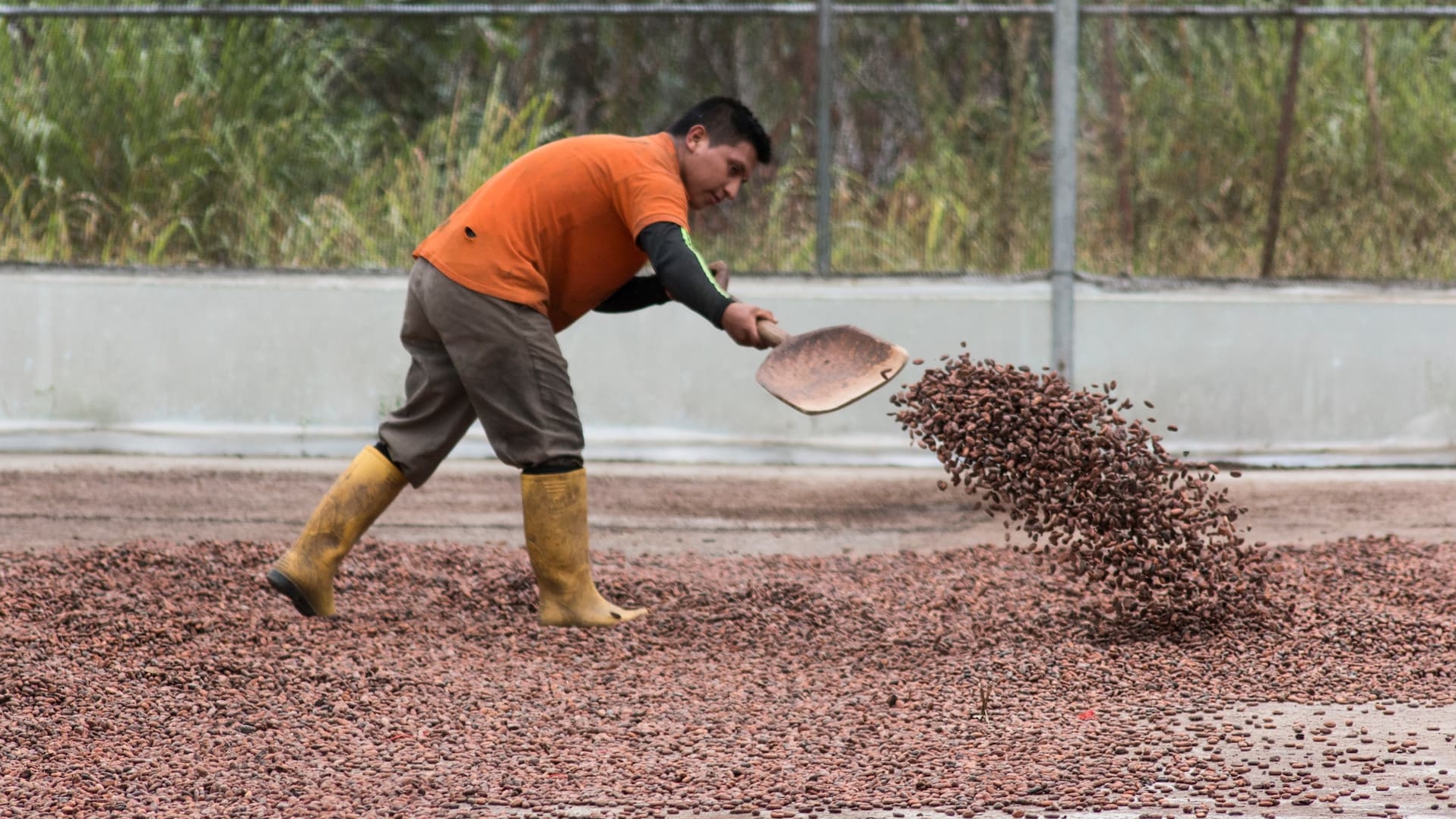 Cocoa drying