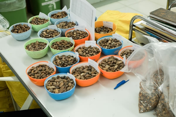 Kakaobohnen (Makassar)