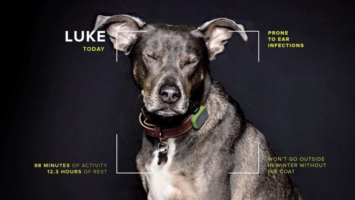 10,000 Dogs Teaching Humans New Tricks - Hero Image - cropped_0.jpg