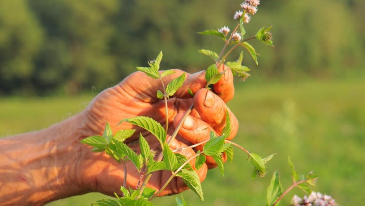Mint in a hand