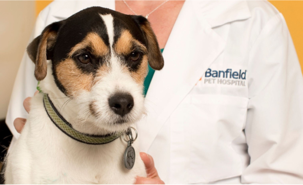 A Banfield Pet Hospital Vet holds a dog