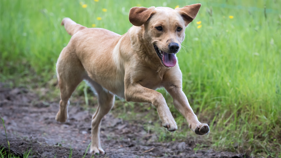 Dog running outside in a grassy field.
