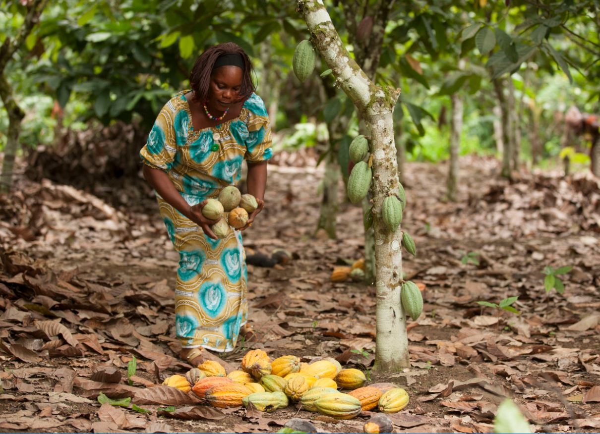 Women farmers harvesting cocoa pods in the rainforest