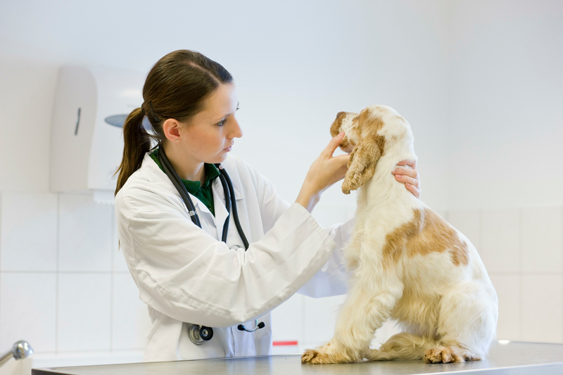 Veterinarian examining a dog