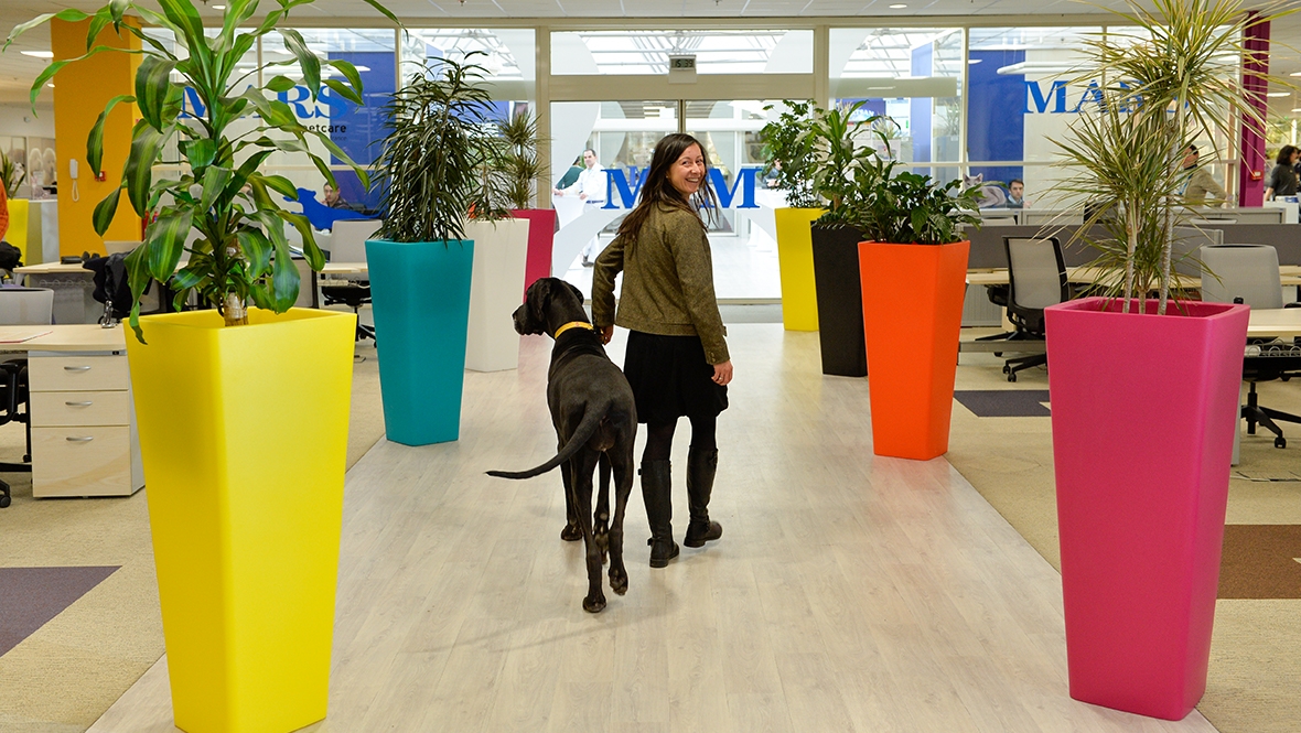 Mars Associate walking with her pet Great Dane in a Mars Petcare corporate office.
