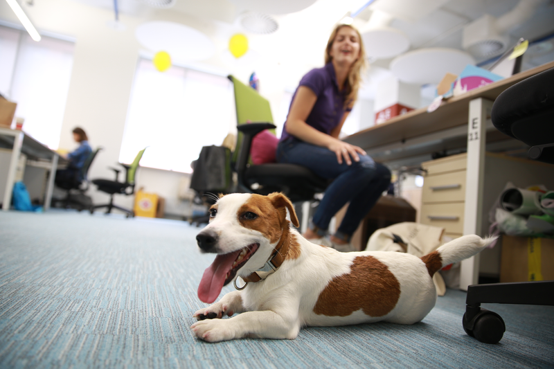A dog relaxing at Banfield Pet Hospital