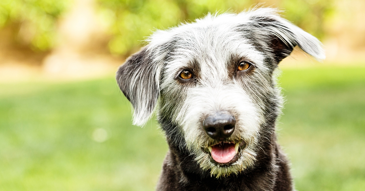 Black mutt panting and looking directly at the person taking the photograph.