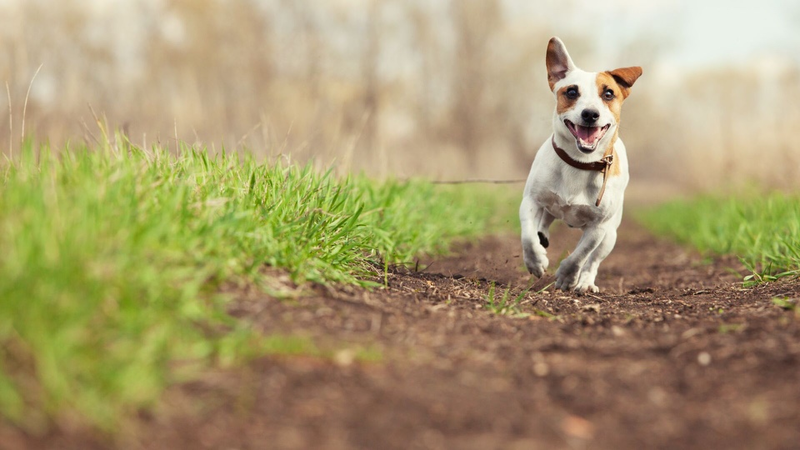 A dog running through the grass