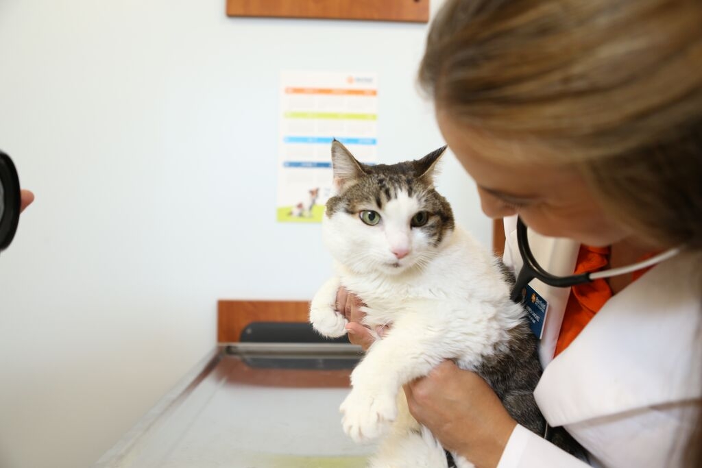 cat with vet.