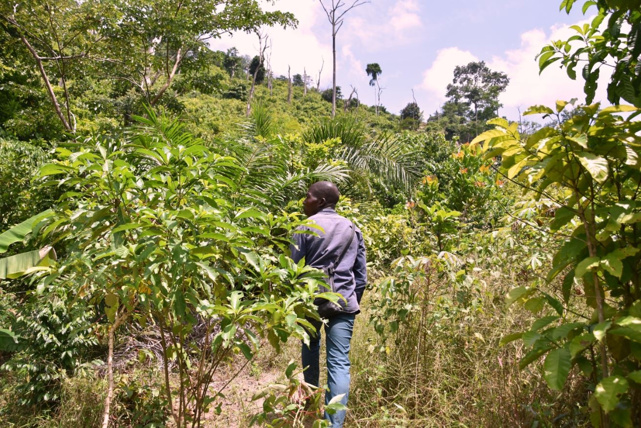 Cocoa and Forests Initiative 2020 Progress Update