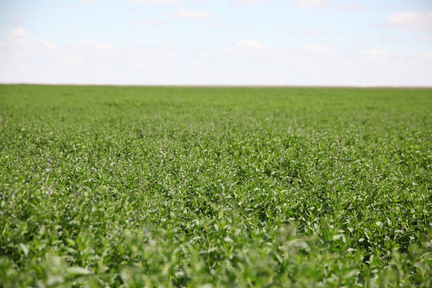 Food Safety Coalition kicks off ahead of UN Food Systems Summit