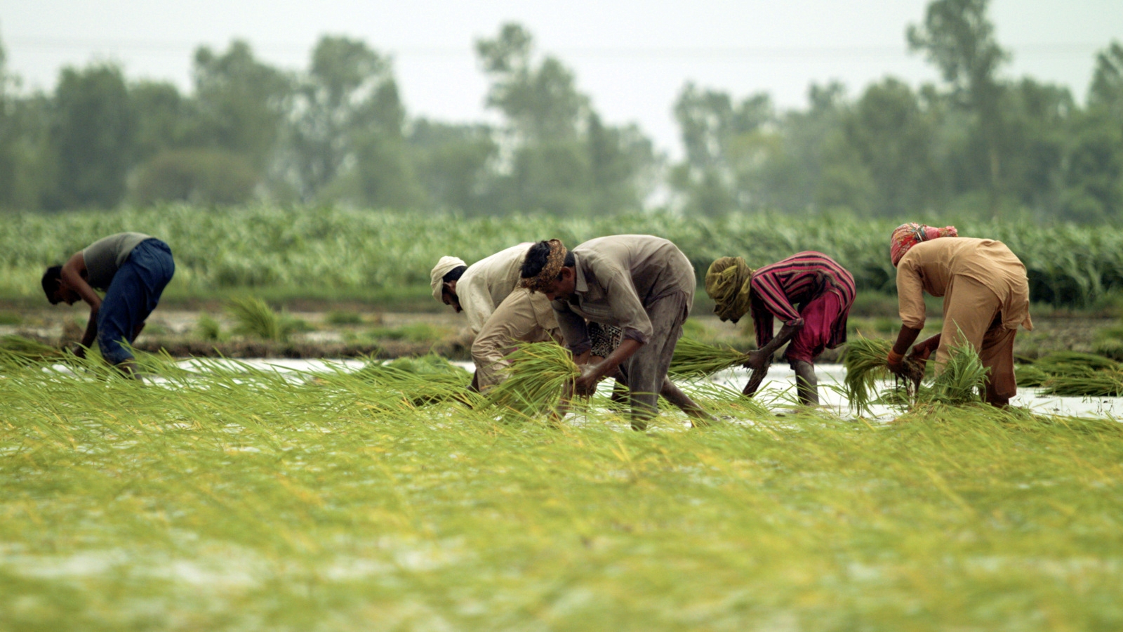 Farmers working in the fields.