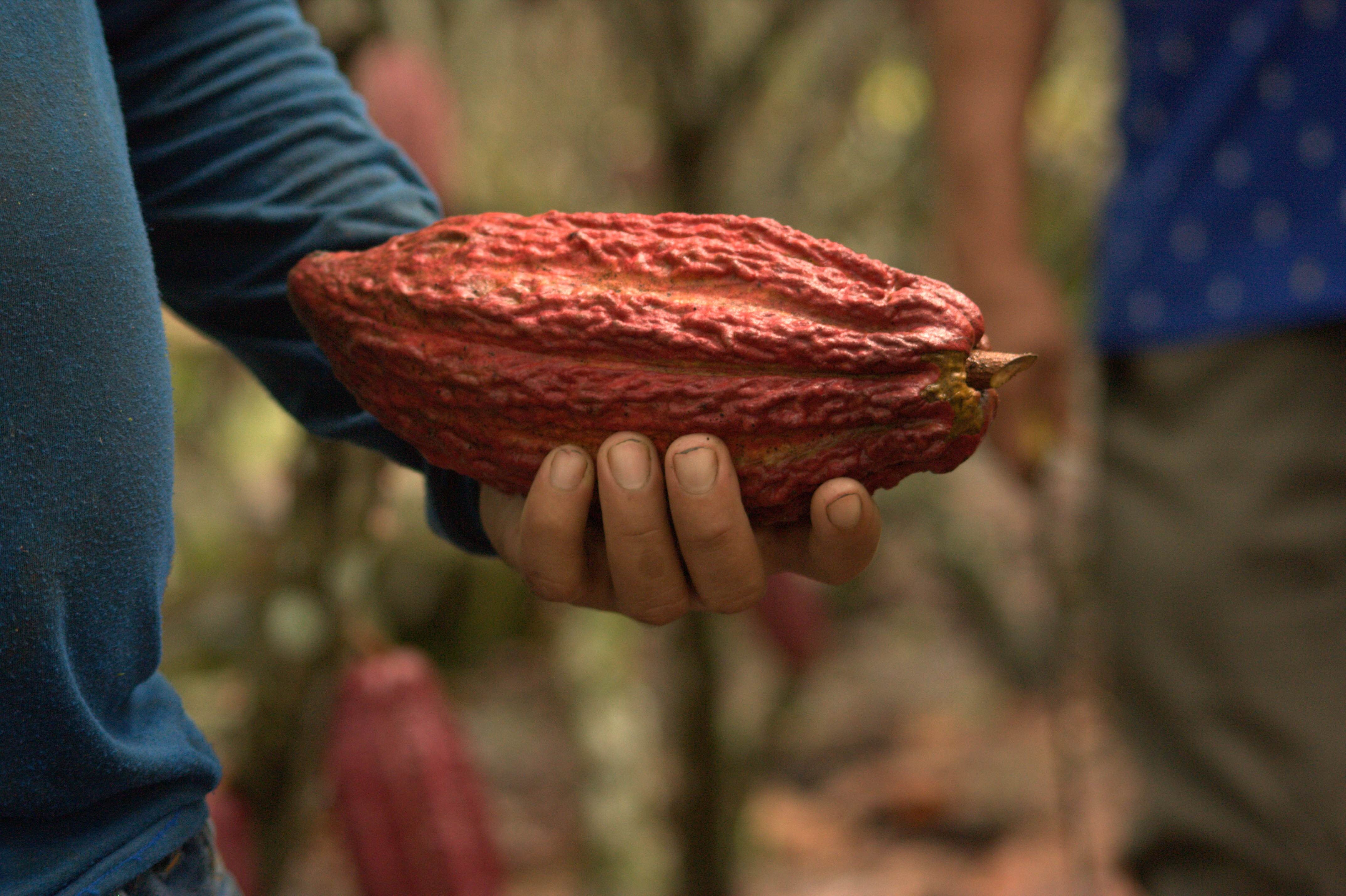 Cocoa Pods