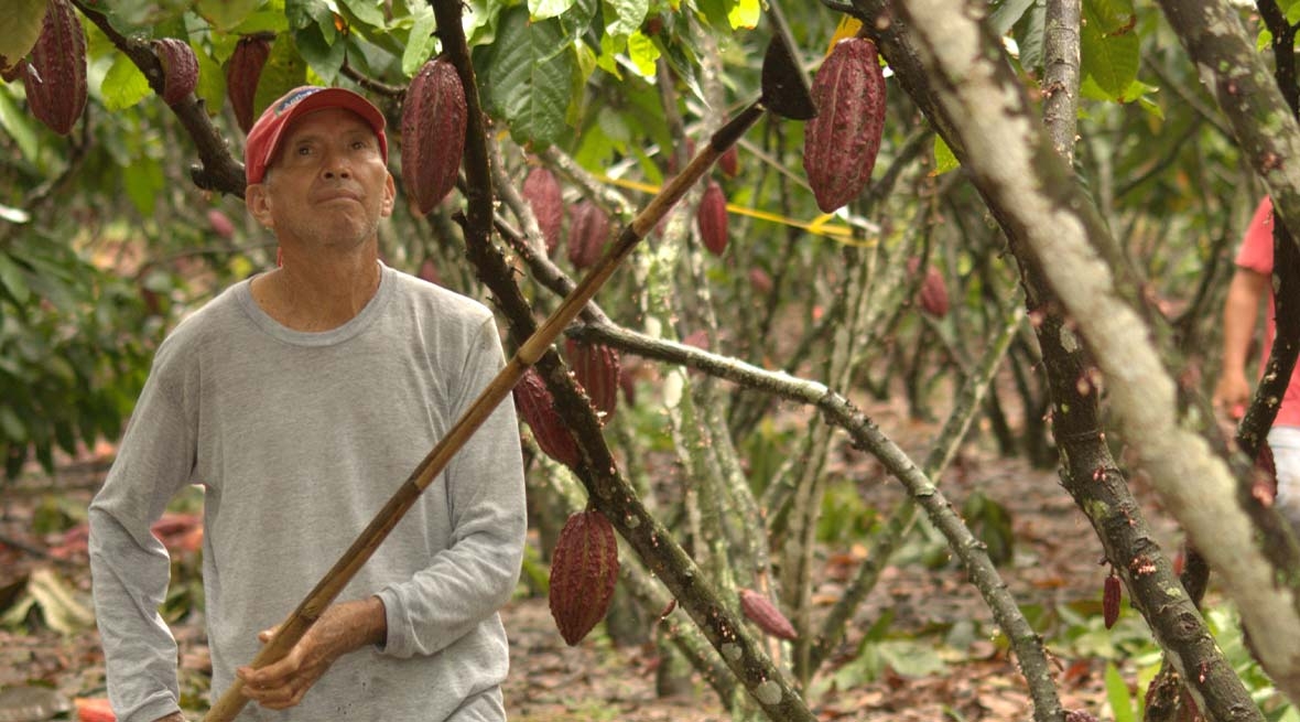 Farmer harvests cocoa. 