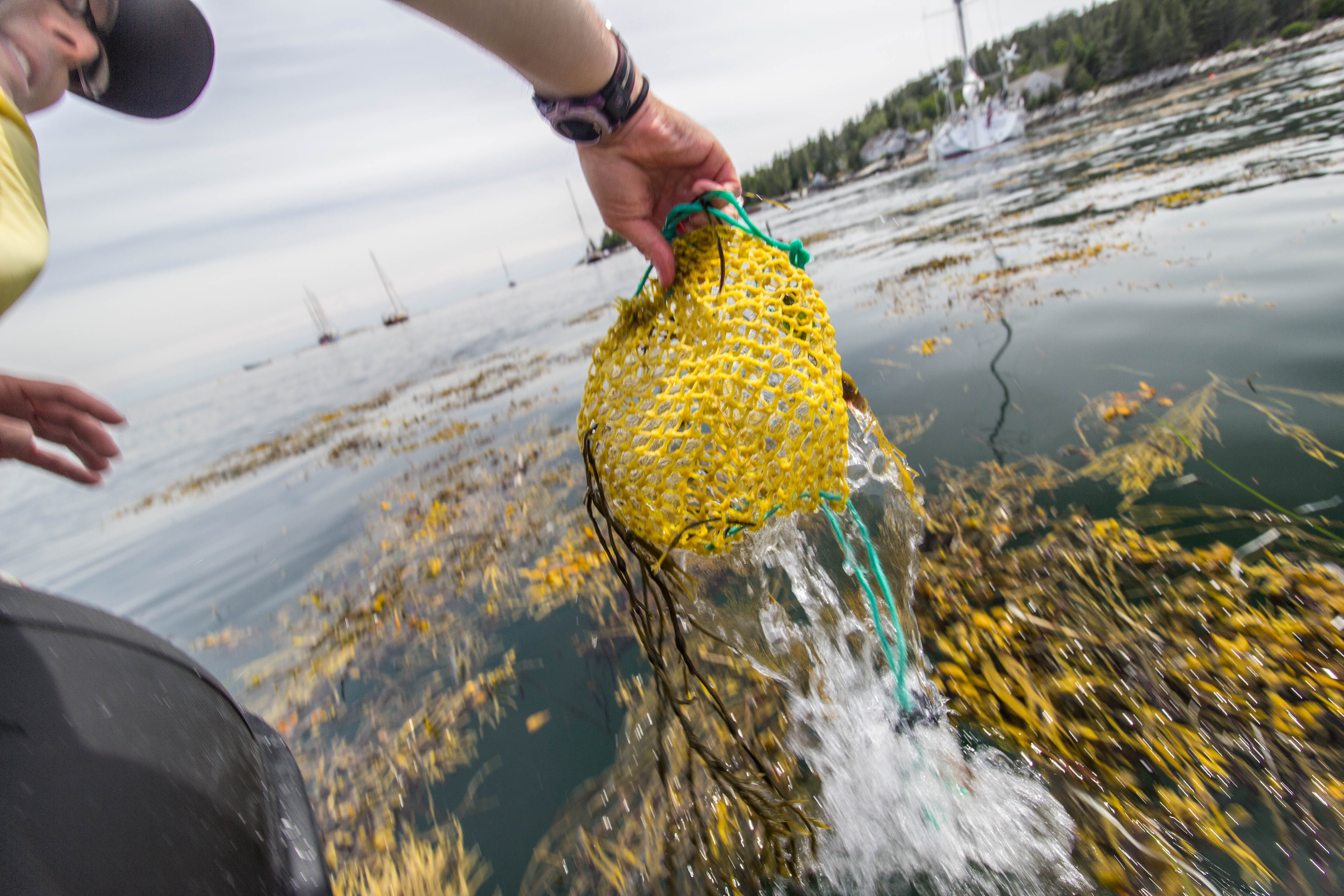 Matt Diiusto Rozalia_0.jpg