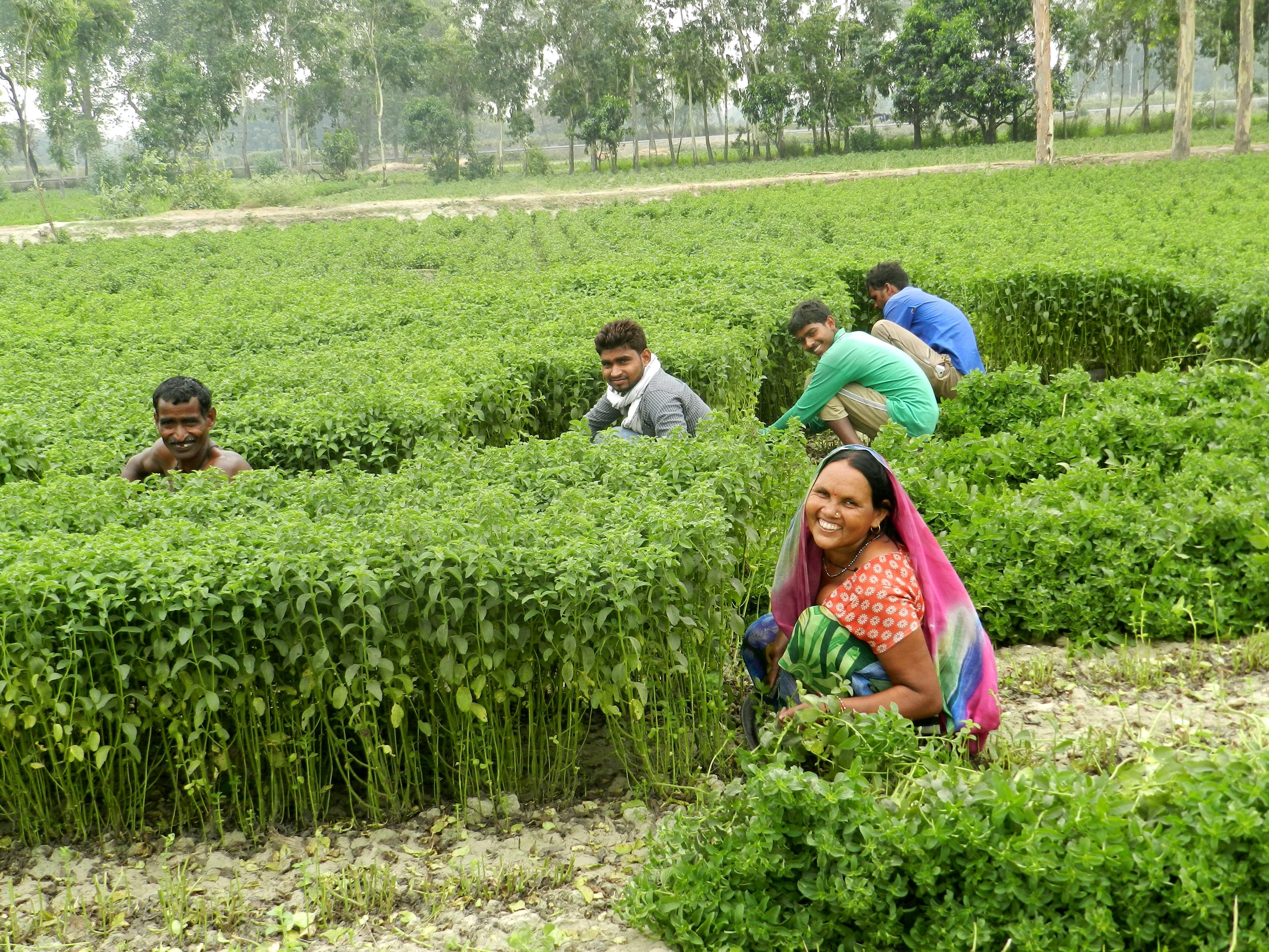 Thriving people mint farming India
