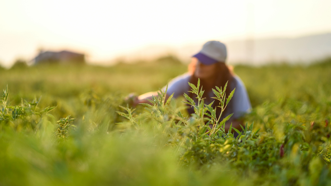 Farmer sitting in a field and tending to tomato plants