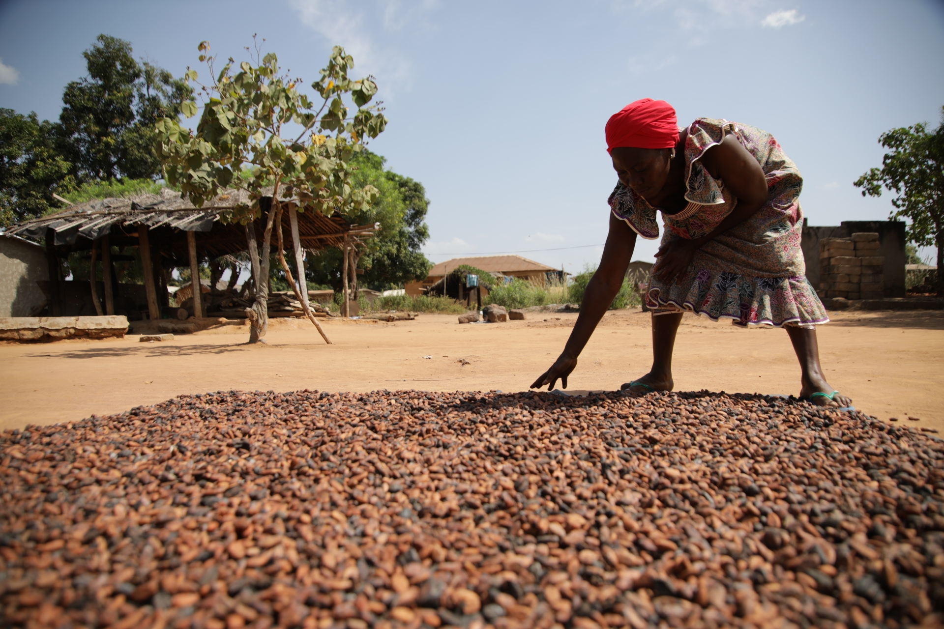 Cocoa farmer outside in the sun with a large organized pile of cacao beans