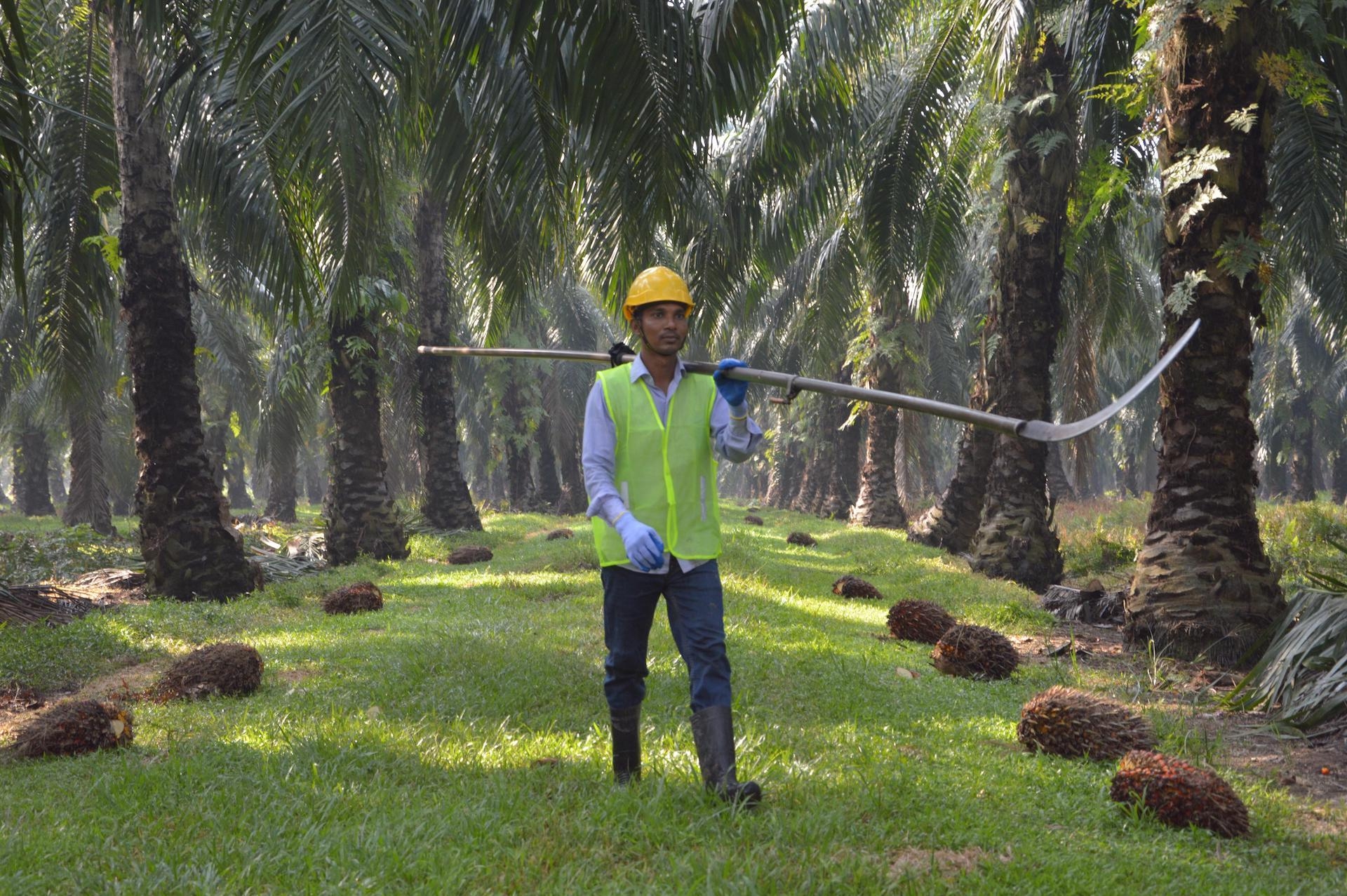 Palm oil farmer with a pole pruner saw.
