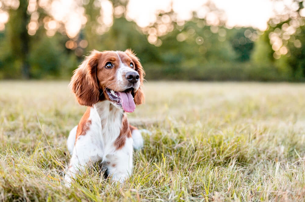 Cannabidiol use in healthy dogs