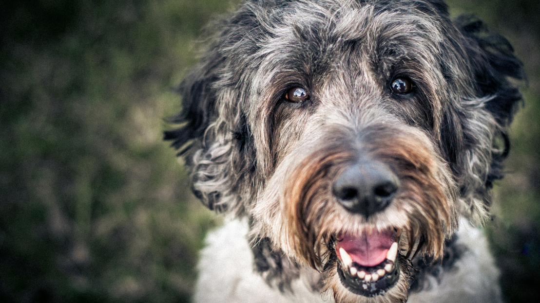 A brown and grey dog 