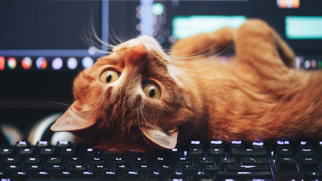 Cat lounging on a computer keyboard