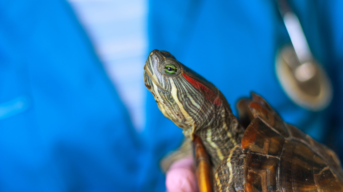 Tortoise being examined by a veterinarian