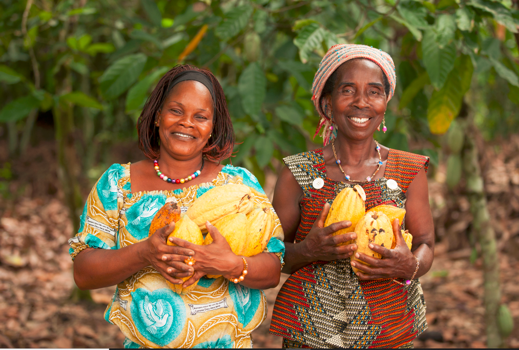 Cocoa Harvest Cote d'Ivoire