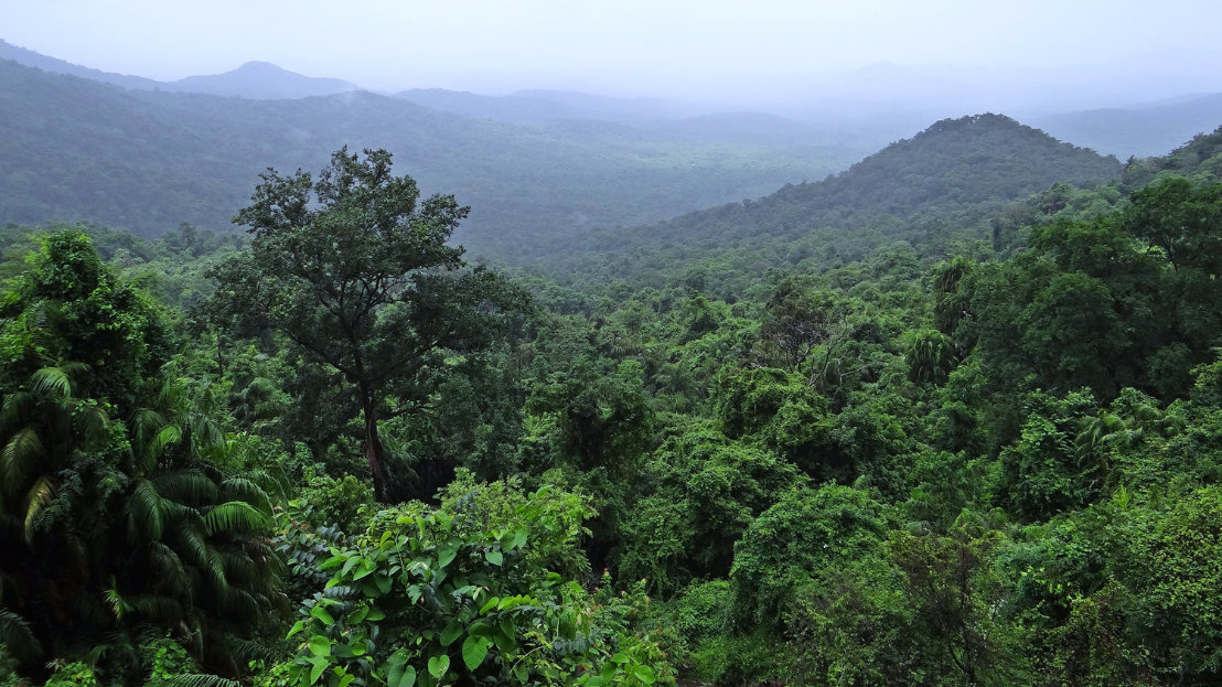 A lush rainforest with hills in the background