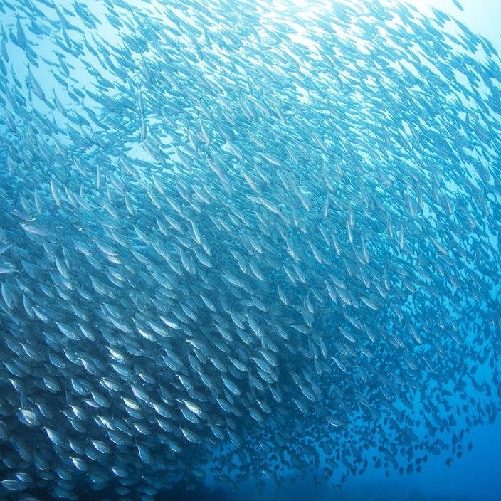 A school of scad fish in Dimakya island, Palawan.