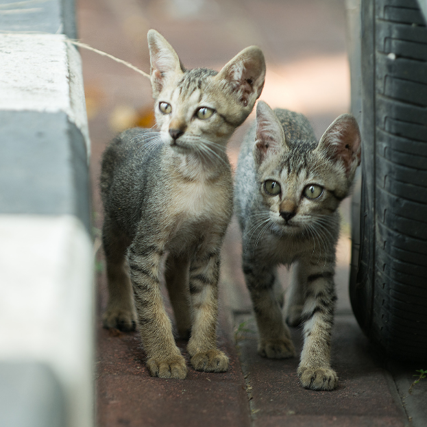 Two gray tabby kittens walking next to a curb