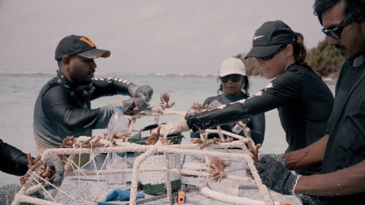 Putting Coral on the Reef Stars