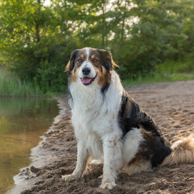 English Shepherd dog sitting next to a lake