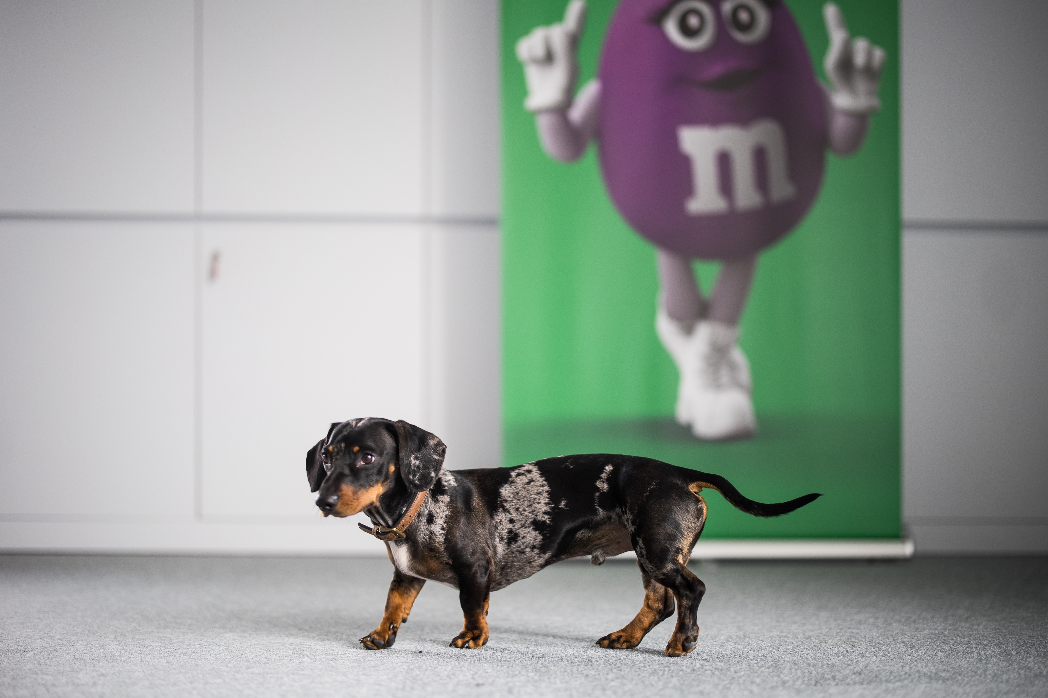 Dachshund in front of M&M's display