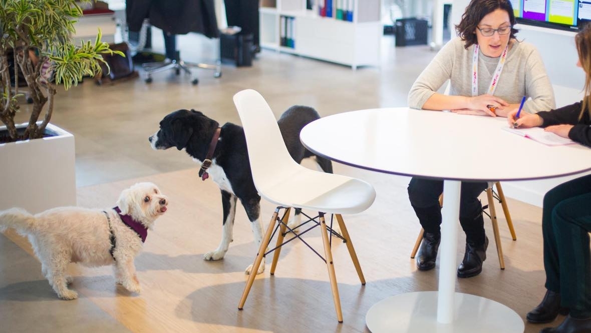 10 Years of Pet-Friendly Offices - Hero Image