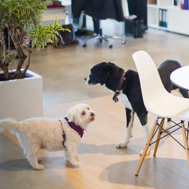 10 Years of Pet-Friendly Offices