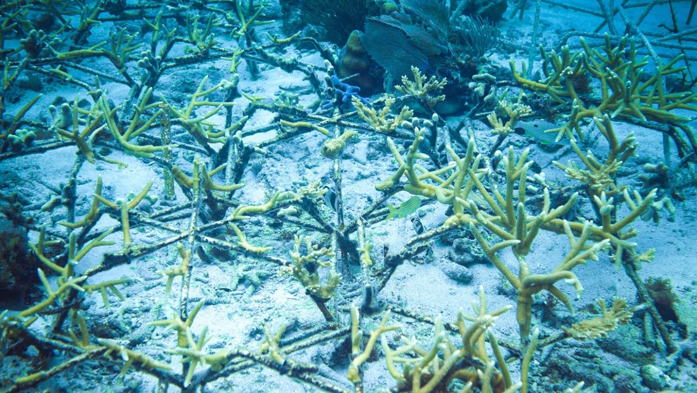 Post Coral-Reef-Xcalak-restaurado