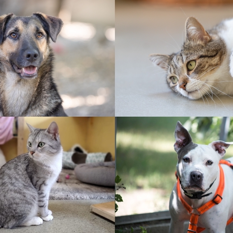 Hunde und Katzen warten im Tierschutzhaus auf die Adoption