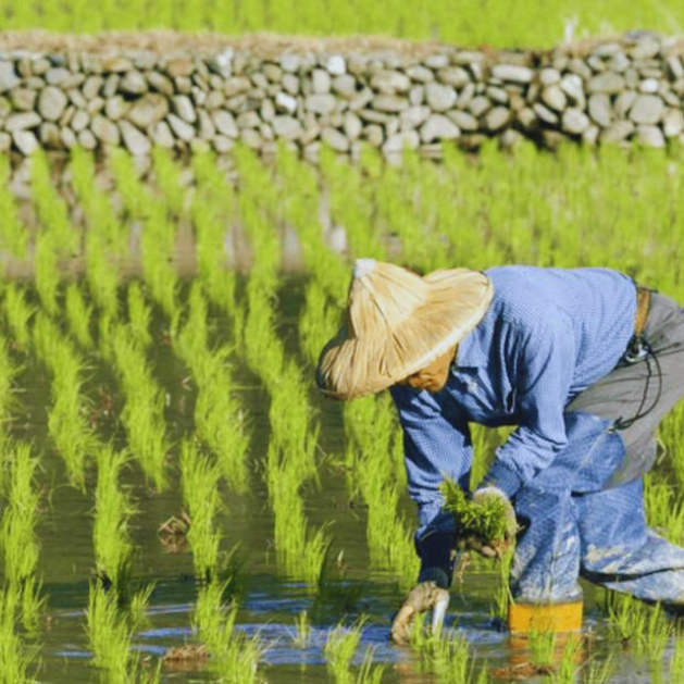 Rice farmer in a field