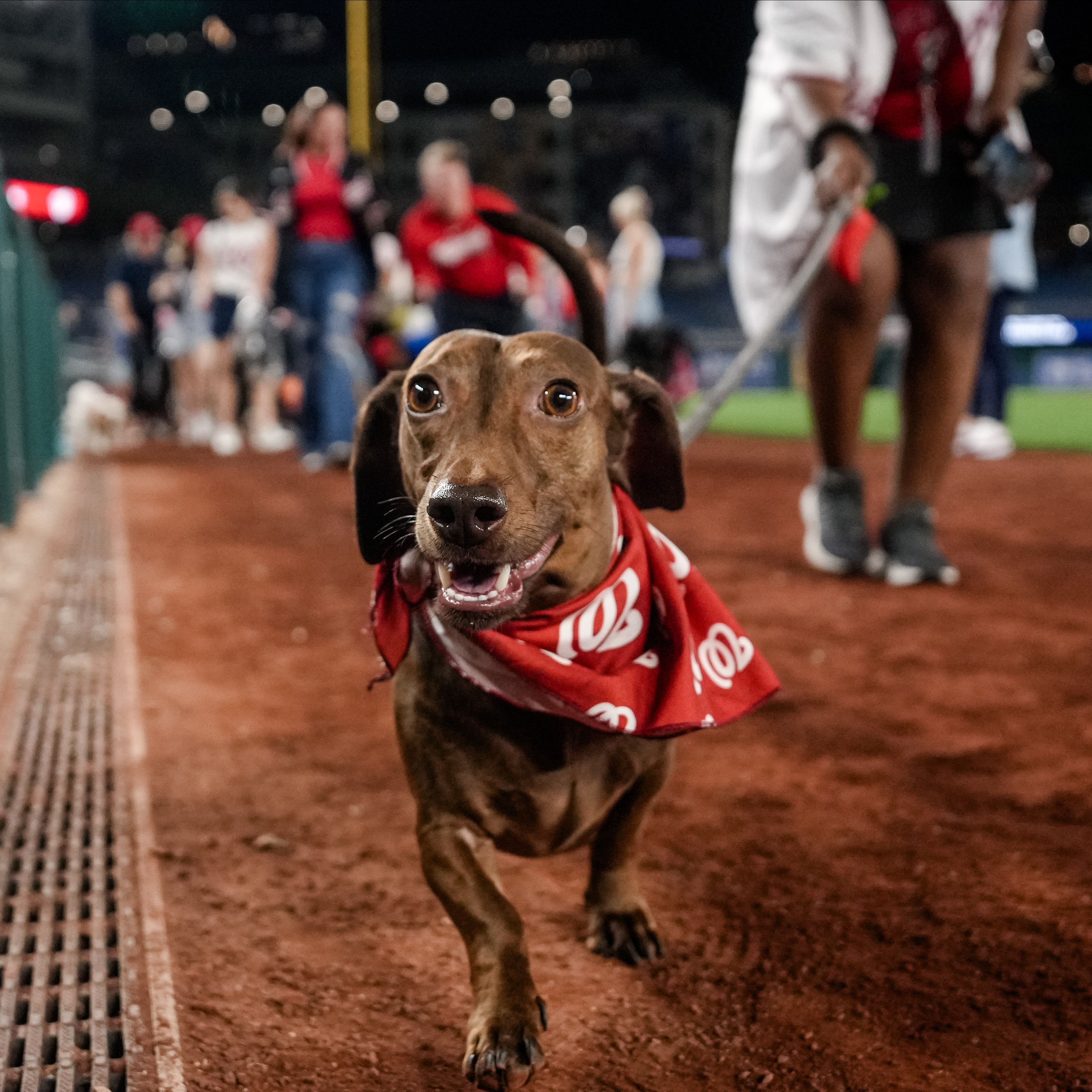 A dachshund wearing a bandana