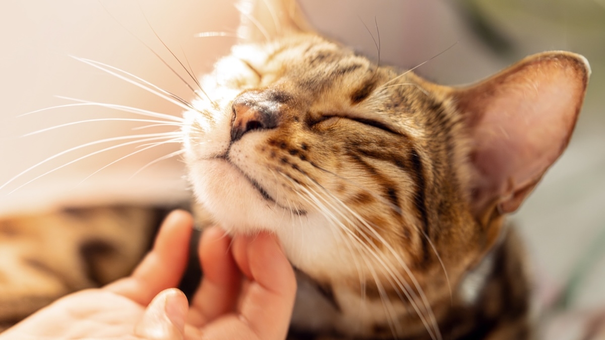 Cat getting its chin pet 