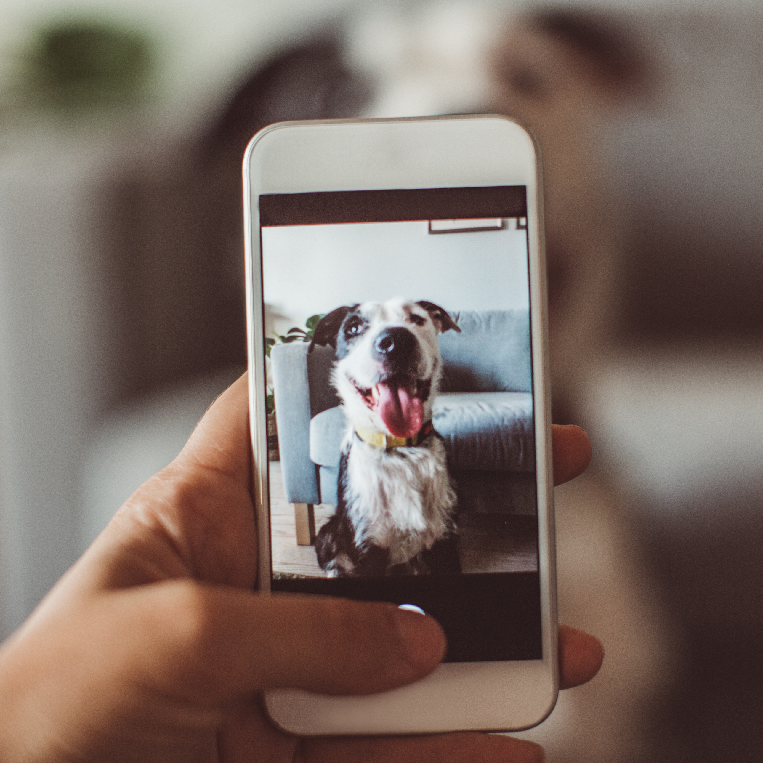 Hands holding a smartphone, taking a photo of a dog 